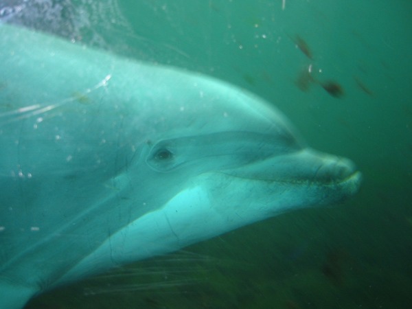 Bottlenose Dolphin Tuimelaar2 Tursiops Delphinidae delfin