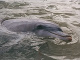 Bottlenose Dolphin Tursiop  Tursiops Delphinidae delfin