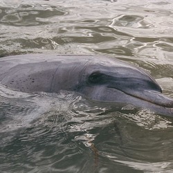 Bottlenose Dolphin Tursiop  Tursiops Delphinidae delfin