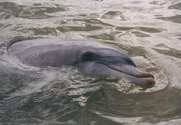 Bottlenose Dolphin Tursiop  Tursiops Delphinidae delfin