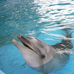 Bottlenose Dolphin Tursiops Delphinidae delfin