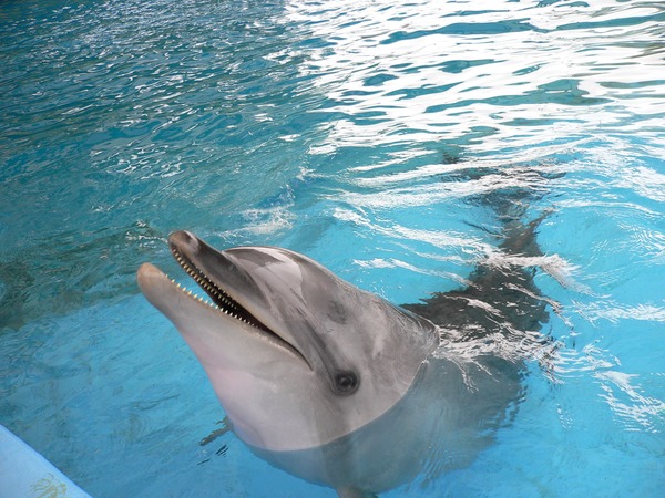 Bottlenose Dolphin Tursiops Delphinidae delfin