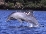 Bottlenose Dolphin Tursiops_aduncus Tursiops Delphinidae delfin