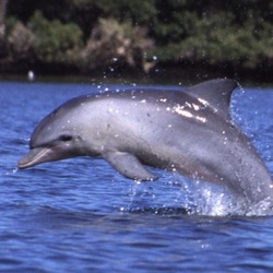 Bottlenose Dolphin Tursiops_aduncus Tursiops Delphinidae delfin