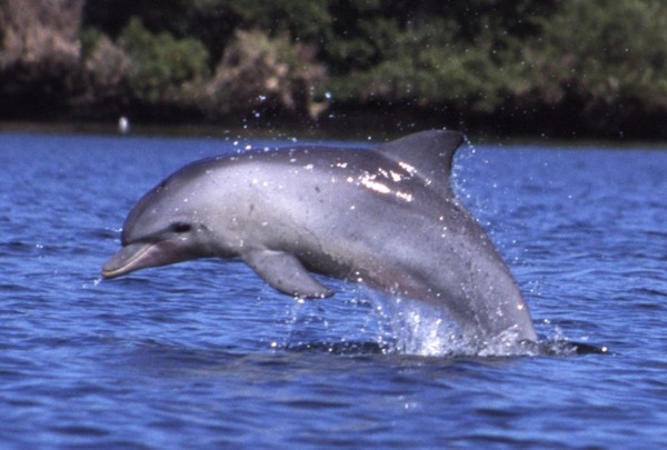 Bottlenose Dolphin Tursiops_aduncus Tursiops Delphinidae delfin