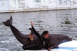 Bottlenose Dolphin Photo Gallery
