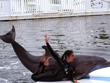 Bottlenose Dolphin Tursiops_truncatu  Tursiops Delphinidae delfin