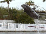 Bottlenose Dolphin Tursiops_truncatus  Tursiops Delphinidae delfin