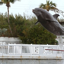 Bottlenose Dolphin Tursiops_truncatus  Tursiops Delphinidae delfin