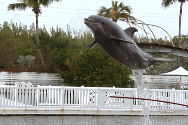 Bottlenose Dolphin Tursiops_truncatus  Tursiops Delphinidae delfin