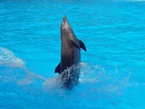 Bottlenose Dolphin Tursiops_truncatus_01 Tursiops Delphinidae delfin