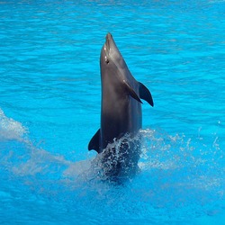 Bottlenose Dolphin Tursiops_truncatus_01 Tursiops Delphinidae delfin