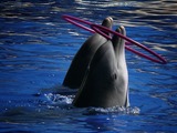 Bottlenose Dolphin Zoo_de_Madrid Tursiops Delphinidae delfin