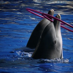 Bottlenose Dolphin Zoo_de_Madrid Tursiops Delphinidae delfin