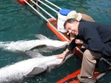 Ocean Mammals