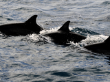 Three_dolphins