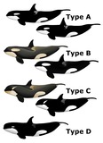 Ocean Mammals