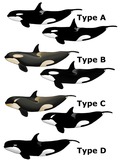 Killer_Whale_Types