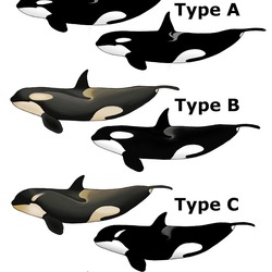 Killer_Whale_Types