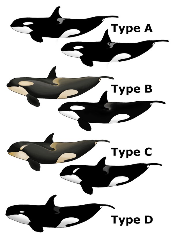 Killer_Whale_Types