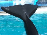 Orca Orcinus Killer Whale  fluke tail_waving02