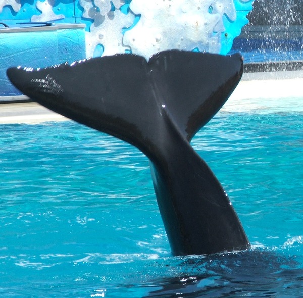 Orca Orcinus Killer Whale  fluke tail_waving02