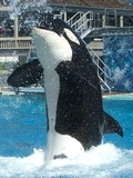 Orca Orcinus Killer Whale 0703_SD_orca_squirt