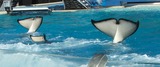 Ocean Mammals