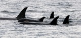 Ocean Mammals