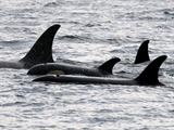 Orca Orcinus Killer Whale 5_orcas_in_johnstone_strait