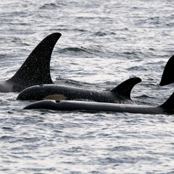 Orca Orcinus Killer Whale 5_orcas_in_johnstone_strait