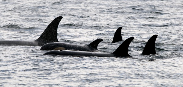 Orca Orcinus Killer Whale 5_orcas_in_johnstone_strait