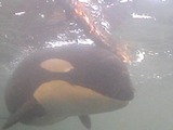 Orca Orcinus Killer Whale A73_log