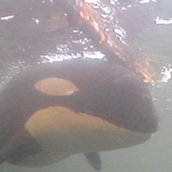 Orca Orcinus Killer Whale A73_log