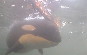 Orca Orcinus Killer Whale A73_log