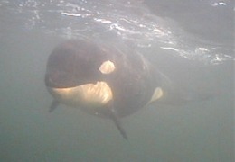 Orca Orcinus Killer Whale A73_underwater