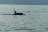 Ocean Mammals
