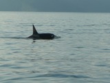 Orca Orcinus Killer Whale AT3