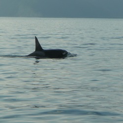Orca Orcinus Killer Whale AT3