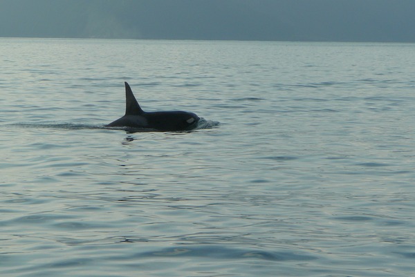 Orca Orcinus Killer Whale AT3