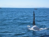 Ocean Mammals