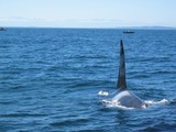 Orca Orcinus Killer Whale Bull_Killer_Whale_near_Victoria_BC