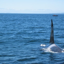 Orca Orcinus Killer Whale Bull_Killer_Whale_near_Victoria_BC