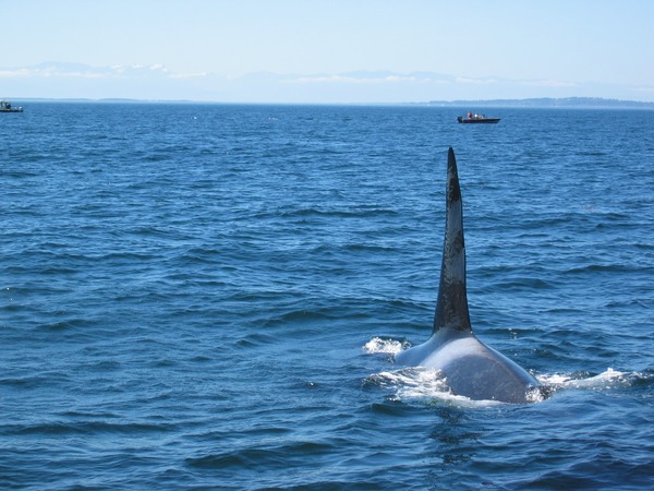 Orca Orcinus Killer Whale Bull_Killer_Whale_near_Victoria_BC