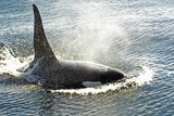 Ocean Mammals