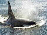 Orca Orcinus Killer Whale Bull_orca_victoria