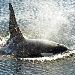 Orca Orcinus Killer Whale Bull_orca_victoria