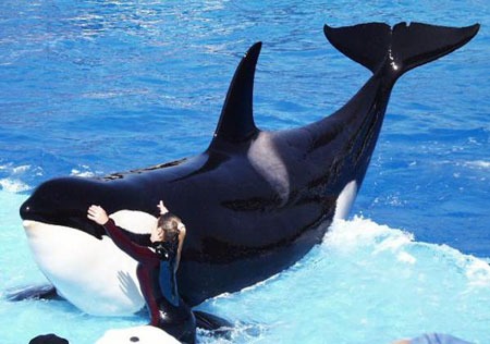 Orca Orcinus Killer Whale Corky2