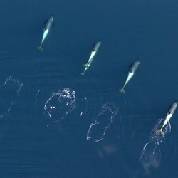 Four killer whales swim in McMurdo Sound. Researchers from NOAA Fisheries, Southwest Fisheries Science Center are studying the whales to determine if there are three separate species of Antarctic killer whales. They took aerial photos of the whales, such as this one taken in January 2005, as part of their work.