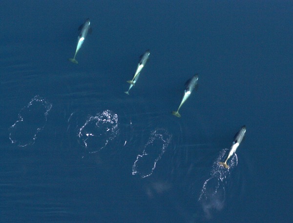 Four killer whales swim in McMurdo Sound. Researchers from NOAA Fisheries, Southwest Fisheries Science Center are studying the whales to determine if there are three separate species of Antarctic killer whales. They took aerial photos of the whales, such as this one taken in January 2005, as part of their work.